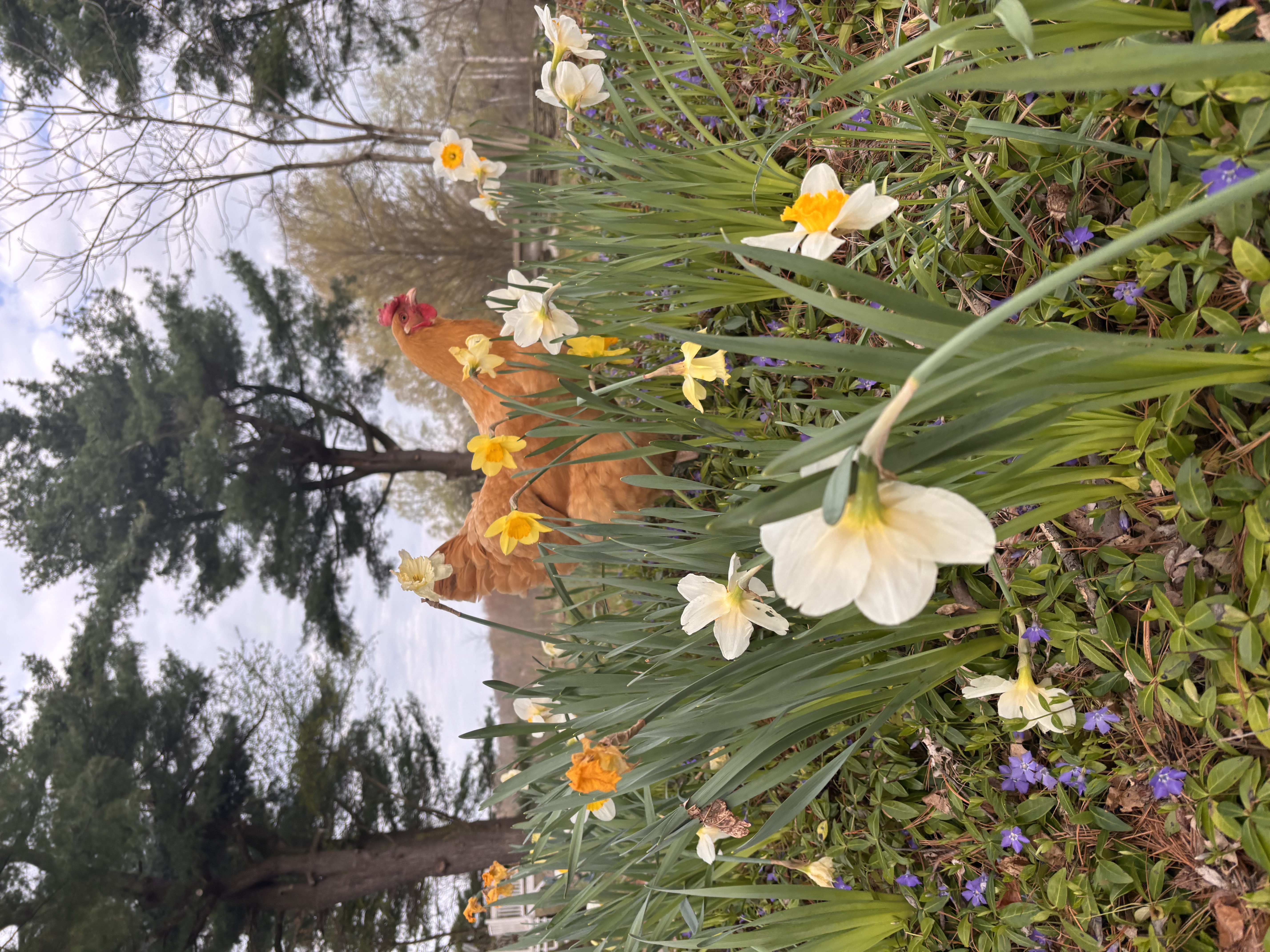 Wildflowers banner